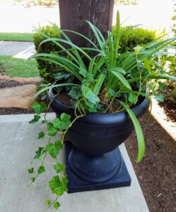 Planter with Ivy and Agapanthus