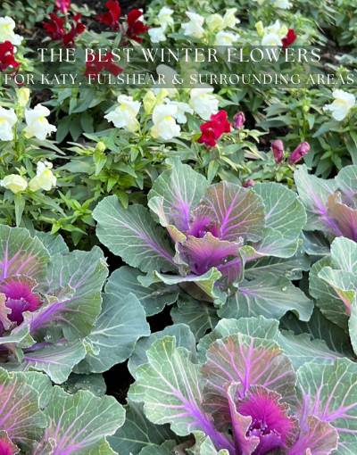 The Best Winter Flowers for Houston: What to Plant for Lasting Color